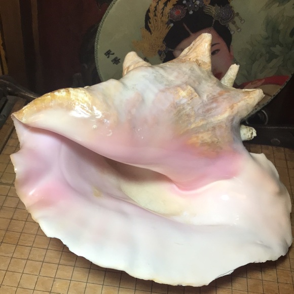 Extra Large Conch Shell Slit Harvest Hole Rustic Surface 9.5”Lx8.25”Wx5.75”H - Picture 3 of 12